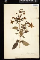 Thumbnail for <i>Fuchsia coccinea</i> <i></i> …