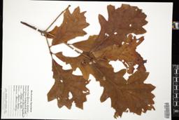 Thumbnail for <i>Quercus bicolor</i> <i></i> …
