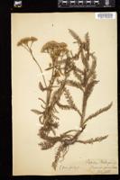 Thumbnail for <i>Achillea millefolium</i> <i></i> …