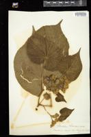 Thumbnail for <i>Abutilon avicennae</i> <i></i> …
