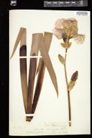 Thumbnail for <i>Iris germanica</i> <i></i> …
