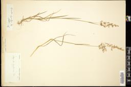 Thumbnail for <i>Agrostis gigantea</i> <i></i> …