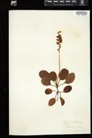 Thumbnail for <i>Pyrola elliptica</i> <i></i> …