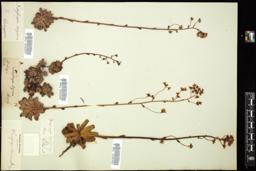 Thumbnail for <i>Saxifraga paniculata</i> <i></i> …
