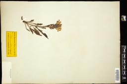 Thumbnail for <i>Pedicularis canadensis</i> <i></i> …
