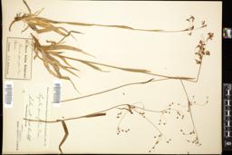 Thumbnail for <i>Luzula parviflora</i> <i></i> …