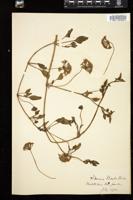Thumbnail for <i>Abronia umbellata</i> <i></i> …