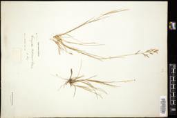 Thumbnail for <i>Eragrostis bahiensis</i> <i></i> …