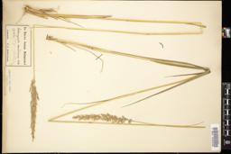 Thumbnail for <i>Calamagrostis arundinacea</i> <i></i> …