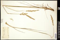 Thumbnail for <i>Calamagrostis sylvatica</i> <i></i> …