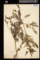 Thumbnail for <i>Ambrosia artemisiifolia</i> <i></i> …