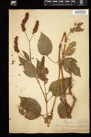 Thumbnail for <i>Persicaria orientalis</i> <i></i> …