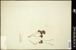 Thumbnail for <i>Ranunculus lapponicus</i> <i></i> …
