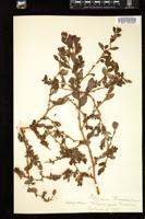 Thumbnail for <i>Polygonum ramosissimum</i> <i></i> …