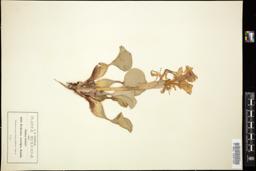 Thumbnail for <i>Eichhornia crassipes</i> <i></i> …