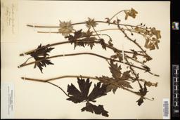 Thumbnail for <i>Aconitum lycoctonum</i> <i></i> …