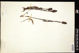 Thumbnail for <i>Pedicularis attollens</i> <i></i> …