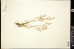 Thumbnail for <i>Agrostis alpina</i> <i></i> …