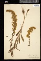 Thumbnail for <i>Solidago nemoralis</i> <i></i> …