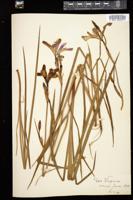 Thumbnail for <i>Iris virginica</i> <i></i> …