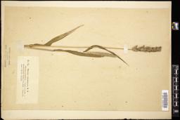 Thumbnail for <i>Setaria verticillata</i> <i></i> …
