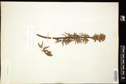 Thumbnail for <i>Pedicularis bracteosa</i> <i></i> …