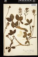 Thumbnail for <i>Menyanthes trifoliata</i> <i></i> …