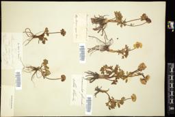Thumbnail for <i>Ranunculus glacialis</i> <i></i> …