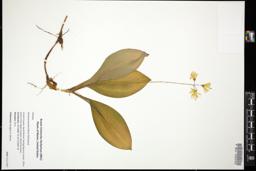 Thumbnail for <i>Clintonia borealis</i> <i></i> …