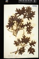 Thumbnail for <i>Quercus coccinea</i> <i></i> …