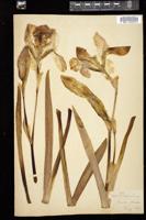 Thumbnail for <i>Iris florentina</i> <i></i> …