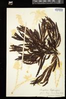 Thumbnail for <i>Comptonia aspleniifolia</i> <i></i> …