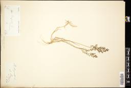 Thumbnail for <i>Eragrostis minor</i> <i></i> …