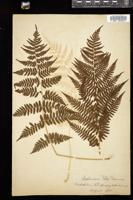 Thumbnail for <i>Athyrium filix-femina</i> <i></i> …