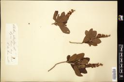 Thumbnail for <i>Clethra alnifolia</i> <i></i> …