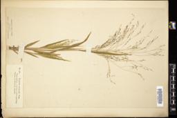 Thumbnail for <i>Panicum capillare</i> <i></i> …