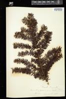 Thumbnail for <i>Taxus baccata</i> <i></i> …