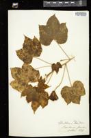 Thumbnail for <i>Abutilon striatum</i> <i></i> …