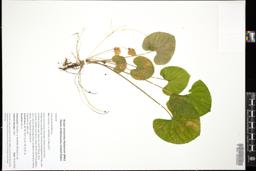 Thumbnail for <i>Viola blanda</i> <i></i> …