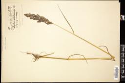 Thumbnail for <i>Calamagrostis stricta</i> <i></i> …