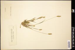 Thumbnail for <i>Setaria viridis</i> <i></i> …