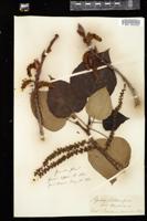 Thumbnail for <i>Populus balsamifera</i> <i></i> …