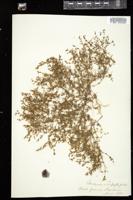 Thumbnail for <i>Arenaria serpyllifolia</i> <i></i> …