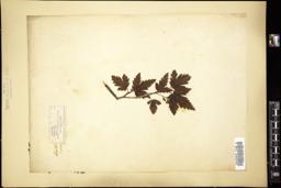 Thumbnail for <i>Ribes alpinum</i> <i></i> …