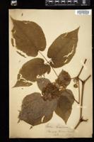 Thumbnail for <i>Aralia racemosa</i> <i></i> …