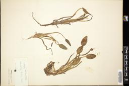 Thumbnail for <i>Heteranthera limosa</i> <i></i> …