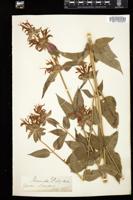 Thumbnail for <i>Monarda didyma</i> <i></i> …