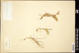 Thumbnail for <i>Lamarckia aurea</i> <i></i> …