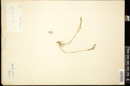 Thumbnail for <i>Agrostis pallida</i> <i></i> …