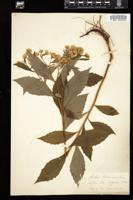 Thumbnail for <i>Oclemena acuminata</i> <i></i> …